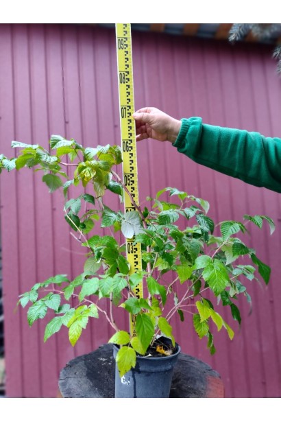 Малина домашня Глен Ампл 3л/вис.40-60см/Ø40-60см/1р 